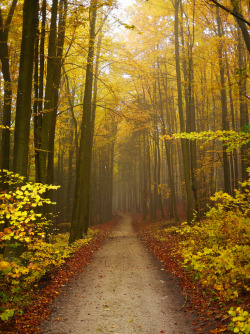brutalgeneration:  Autumn in the Forest (by Rainer.Steinke) 
