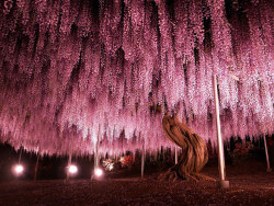 littlelimpstiff14u2:    This 144-Year-Old Wisteria In Japan Looks Like A Pink Sky   These stunning photographs, which look like a glorious late evening sky with dashes of pink and purple, are actually pictures of Japan’s largest wisteria (or wistaria,