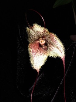 orchid-a-day: Dracula bellerophon February 4, 2018  