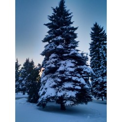 #Blue #spruce under snow  #tree #trees #treeworld