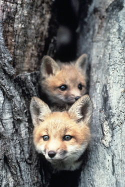 r2&ndash;d2:  Red Fox Pups by (Wisconsin Department of Natural Resources) 