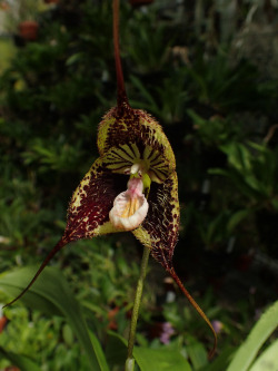 orchid-a-day:  Dracula robledorumSyn.: Dracula chimaera var. robledorumApril 23, 2018 