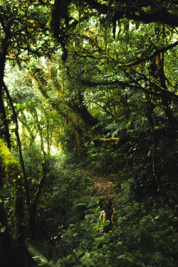 jonahreenders:  The Monteverde Cloud Forest. By: Jonah Reenders