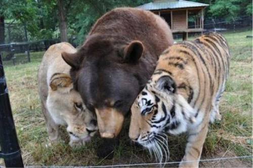 sexual-preference:  withmyheartwideopen:  carry-on-my-wayward-butt:  herefortheholidays:  A lion, tiger and bear recovered in a drug bust in 2001 have been living together ever since at an animal rescue center near Atlanta. Leo, Shere Khan and Baloo are