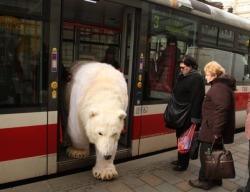 bear-pictures:  Czech public transit is downright unbearable.