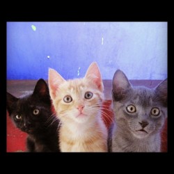 Mis tres hijos #cats #bestanimal #cat #gatitos