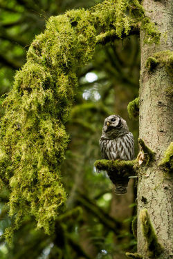 cloudyowl:  Barred Owl by DryFlyPurist 