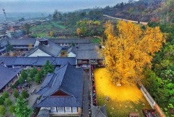 landscape-photo-graphy:  Ancient Gingko Trees Draws Spectators As It Sheds Thousands Of Golden Leaves Nestled in the Zhongnan Mountains in China there is ancient ginkgo tree in the Gu Guanyin Buddhist Temple. Many spectators  flock to witness one amazing