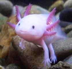 foxfire-midori:  iwishiwasyour-favouritegirl:GUYS IM GETTING AN AXOLOTL  GIVE ME SUGGESTIONS ON WHAT I SHOULD NAME IT?!?!?! Mudkip or wooper  Mudkip most definitely