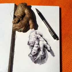 #drawanyway - ballpoint pen study of a ginger root, sketchbook drawing
