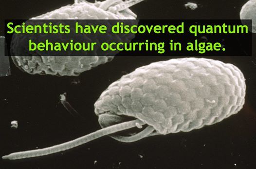 astrodidact:  Researchers have discovered that algae in low-light conditions are