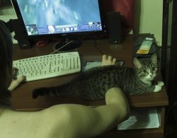 mysticmoonhigh:  rubee:  what the fuck how is he putting his arm through the cat and it doesn’t even care  You clearly don’t own a cat 