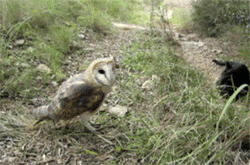 moon-selkie:  Normally when a black cat encounters a barn owl, one would expect the barn owl to wind up dinner or gone (if the owl is lucky). But like all things in nature there are sometimes special exceptions, and this video is definitely one of them