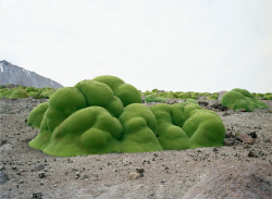 cultrual:  What looks like moss covering rocks is actually a very dense, flowering shrub that happens to be a relative of parsley, living in the extremely high elevations of the Atacama Desert in Chile. 
