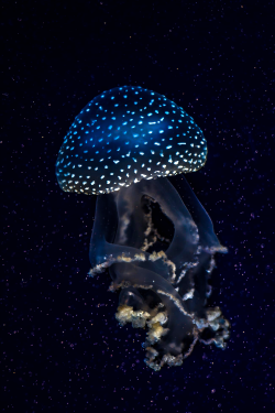 expressions-of-nature:  Mystical Light of the Underwater World