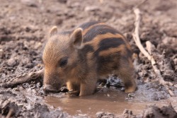 sixpenceee:Tiny warthog cooling off in a tiny mud puddle