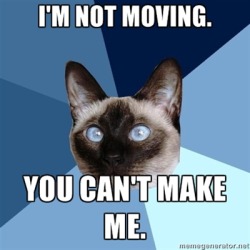 shattersthemoon:  chronicillnesscat:  [Image: 6-piece blue colored background with a Siamese cat.Text reads: “I’m not moving. You can’t make me.”]  me right now omg. I feel so alooooone.