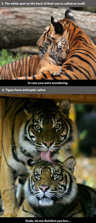 trendingly:  21 Amazing Facts About Tigers 