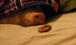because-fuck-you-thats-why:thatsthat24:Cookie-filled pig-in-a-blanket  Tumblr in a gifset