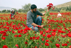 biladal-sham:   Palestinian Mohamad Abu Thabet collects anemone coronaria flowers with his children in a field in the West Bank village of Beit Dajan, near Nablus, April 5, 2016. Abed Omar Qusini