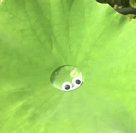 hope-ysl:  cryptid-stimming:  x   Ah but to be a waterdrop with googly eyes 