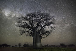 nubbsgalore:  photos by beth moon of baobabs trees in botswana’s remote makgadikgadi pans, some of which are believed to be about 4,000 years old. as beth notes, researchers from the university of edinburgh have shown that trees grow faster when high