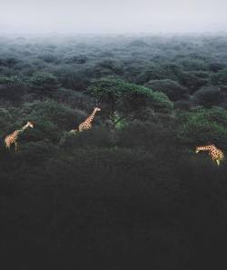 earth:  Reserve in Namibia, Africa ©I bet you didn’t know that the Giraffe as a species is in serious trouble since populations have plummeted by nearly 40% in the past two decades across Africa.Why? Well, it’s mainly due to major habitat loss,