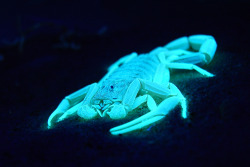 thesciencellama:  Fluorescence of Scorpion Exoskeleton Scorpion bodies are studded with eyes, sometimes as many as twelve, now we think that scorpions can use their entire body as an eye. A scorpion’s entire exoskeleton may act as one giant light receptor