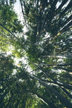 northskyphotography:  Bamboo Forest by North