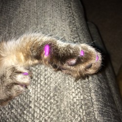 impactings:  Guys I’m laughing so hard, gatsby has purple nails! He’s quite the scratcher, and I’m not the biggest fan of declawing. Kitty caps are an awesome alternative, they’re really simple to get on, plus they’re 100% safe if your cat were
