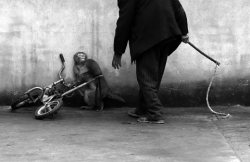 Photo: Yongzhi Chu.World Press Photo 2015 first price (Nature)The horror of animals living in circus. Share this to stop aniaml sufferings in circus.