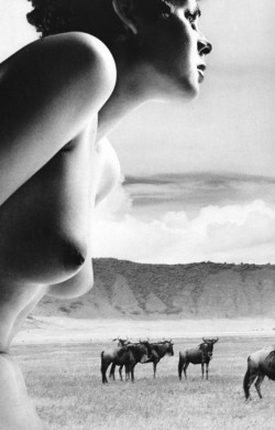 grigiabot: Masaya NAKAMURA “Ema Nude in Africa” 1971    Also 