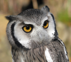 cloudyowl:  White-faced Scops Owl by redriverhog2013 