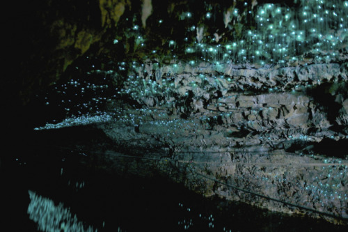 conflictingheart:  the waitomo caves of new zealand’s northern island, formed two million years ago from the surrounding limestone bedrock, are home to an endemic species of bioluminescent fungus gnat (arachnocampa luminosa, or glow worm fly) who in