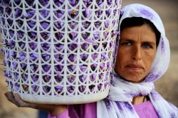 Fotojournalismus:saffron Picking In Afghanistan | November 2014The Agence France-Presse