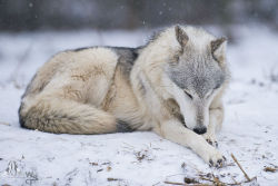 wolfscience:  Lovely UnaPhoto: Rooobert Bayer 