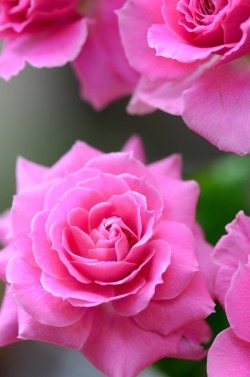 flowersgardenlove:  pink Flowers Garden Love