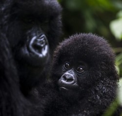 Dark eyed wonder (baby Mountain Gorilla, Virunga National Park)