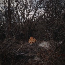 instagram:  Photographing the Foxes of New