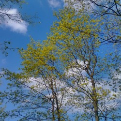 #May #Sky / #freshness #colors #colours #trees #landscape #photography #небо #цвета #свежесть