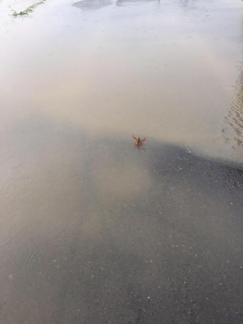 christeenabean:  Let this Tuesday crab brighten your day.  Pretty sure this is a crawfish lol