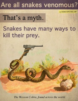 LMAO! The best part is the snake is using