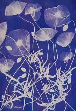retroavangarda:Anna Atkins, Cyanotype, 1840’s