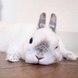 I love buns. Look at this little sweetie pie 💕 winking at us because he knows so much but tells so little. #bunny #rabbit #cute #adorable #bun #wink #whiterabbit #cutie #lovely #sleepybunny