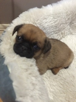 sonoanthony:  sadfunk:here’s some pug for ya  thank you