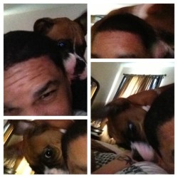 #picstitch attack of the Boxer!