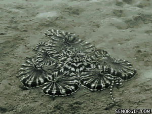 blue-bower:  bugcthulhu:  meglyman:  Mimic Octopus has had enough of Dancing Crab’s shenanigans  darn dancing crabs and their jazz crab hands  ‘HELLO MY BABY HELLO MY H-““NO” 