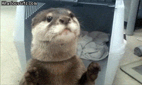 cute-overload:  Helpful otterhttp://cute-overload.tumblr.com  Now that&rsquo;s one well trained otter it&rsquo;s the look of excitement on it&rsquo;s face at the end that right your going to get a treat :)