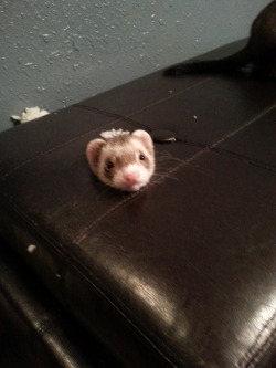whatareyoudoingferret:  ashkiisanimals:  naughty little shit (put a hole in the furniture)  What are you doing? 