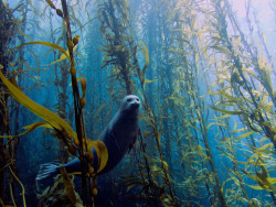 megarah-moon:  “Seals In A Kelp Forest” by Kyle Mcburnie 